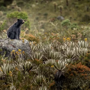 Guardian de los paramos - Maria Paula Lozano Moreno